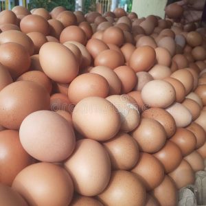 Eggs